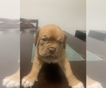 Small Photo #3 Dogue de Bordeaux Puppy For Sale in DALLAS, TX, USA