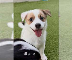Australian Shepherd-Jack Russell Terrier Mix Dogs for adoption in Cave Creek, AZ, USA