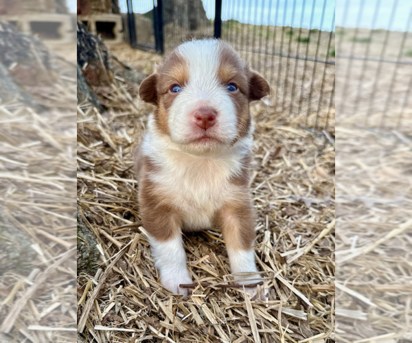Medium Photo #3 Australian Shepherd Puppy For Sale in SMITHS GROVE, KY, USA