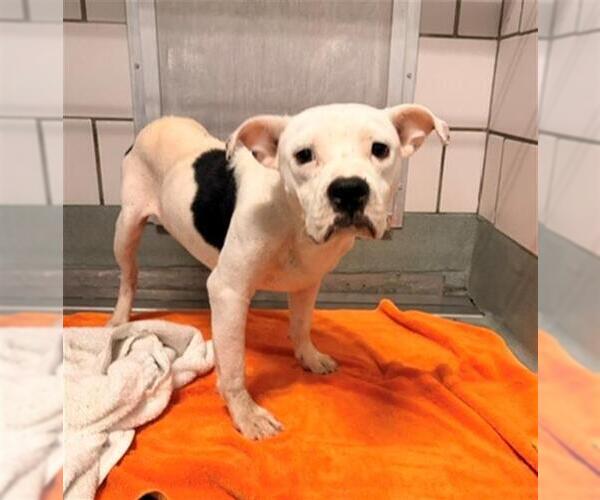 Medium Photo #1 Mutt Puppy For Sale in Baytown, TX, USA
