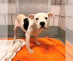 FESTER - Male Mutt Dog for Adoption - Small photo