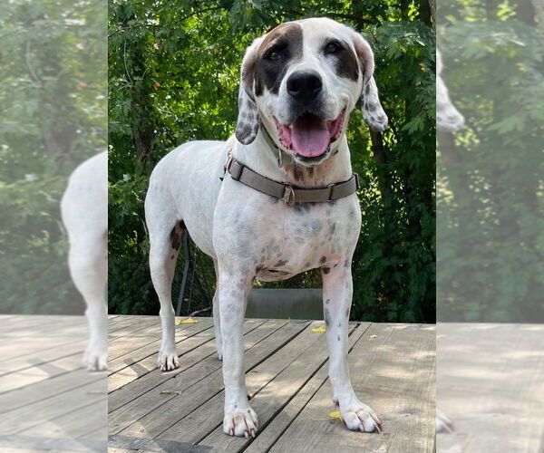 Medium Photo #5 Mutt Puppy For Sale in Elmsford, NY, USA