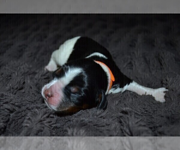 Medium Photo #3 English Springer Spaniel Puppy For Sale in LITCHFIELD, MN, USA