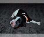 Small Photo #3 English Springer Spaniel Puppy For Sale in LITCHFIELD, MN, USA