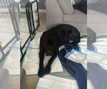 Small #5 Presa Canario