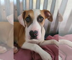 Small #7 Boxer-Staffordshire Bull Terrier Mix