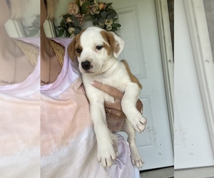 American Pit Bull Terrier-Australian Shepherd Mix Puppy for sale in CAMERON, OK, USA