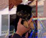 Small Photo #2 Pomeranian Puppy For Sale in ARNOLD, MD, USA