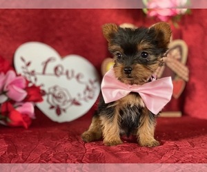 Yorkshire Terrier Puppy for sale in LANCASTER, PA, USA