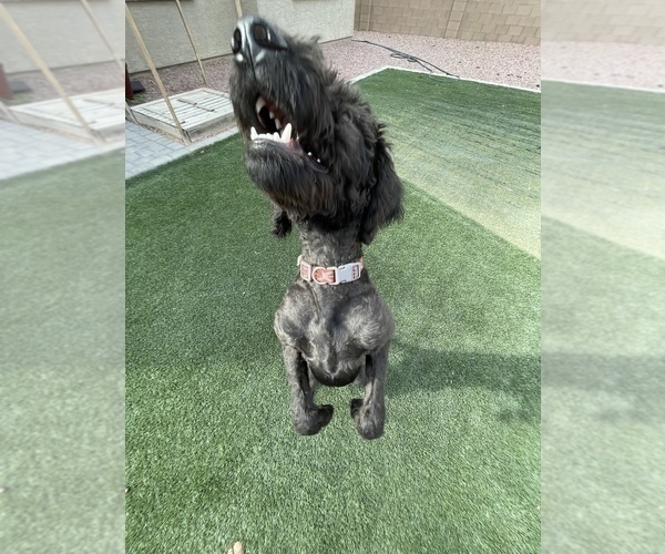 Medium Photo #6 Airedoodle-Labrador Retriever Mix Puppy For Sale in MARANA, AZ, USA