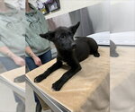 Small Gerberian Shepsky