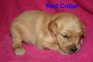 Golden Retriever Puppy for sale in DAVENPORT, FL, USA