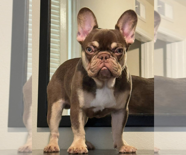 Medium Photo #1 French Bulldog Puppy For Sale in BONAIRE, GA, USA