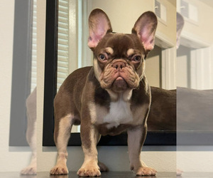 Father of the French Bulldog puppies born on 12/10/2025