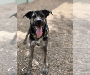 Labrador Retriever-Unknown Mix Dogs for adoption in Phoenix, AZ, USA