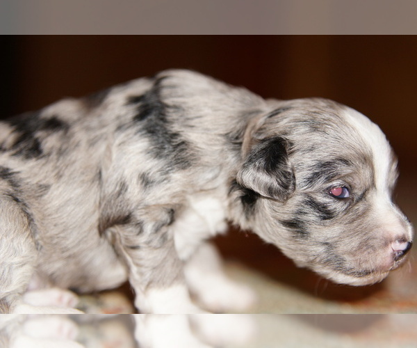 Medium Photo #4 Golden Mountain Doodle  Puppy For Sale in JIM FALLS, WI, USA