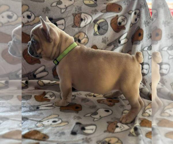 Medium Photo #7 French Bulldog Puppy For Sale in UNDERWOOD, IA, USA