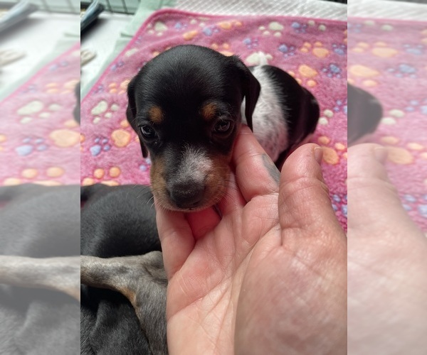 Medium Photo #6 Dachshund Puppy For Sale in OLYMPIA, WA, USA