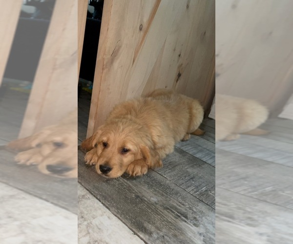 Medium Photo #1 Golden Retriever Puppy For Sale in ORLANDO, FL, USA