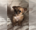 Small #6 Chihuahua