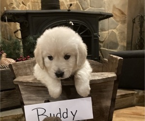 English Cream Golden Retriever Puppy for sale in BARNWELL, SC, USA