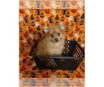Small Photo #1 Pomeranian Puppy For Sale in CLARKSVILLE, TN, USA