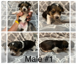 Yorkshire Terrier Puppy for sale in LULING, LA, USA