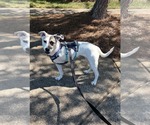 Small #2 Mutt