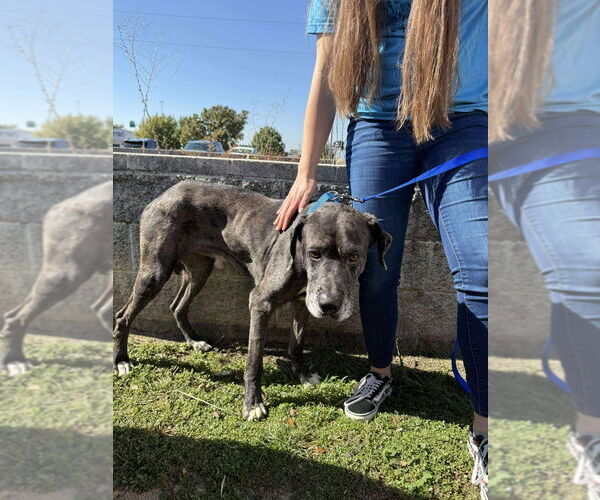 Medium Photo #3 Great Dane-Unknown Mix Puppy For Sale in Bullard, TX, USA