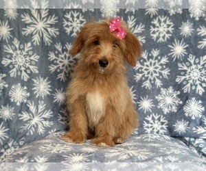 Goldendoodle (Miniature) Puppy for sale in LAKELAND, FL, USA