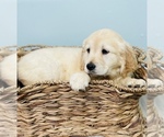 Small Photo #8 Golden Retriever Puppy For Sale in CINCINNATI, OH, USA