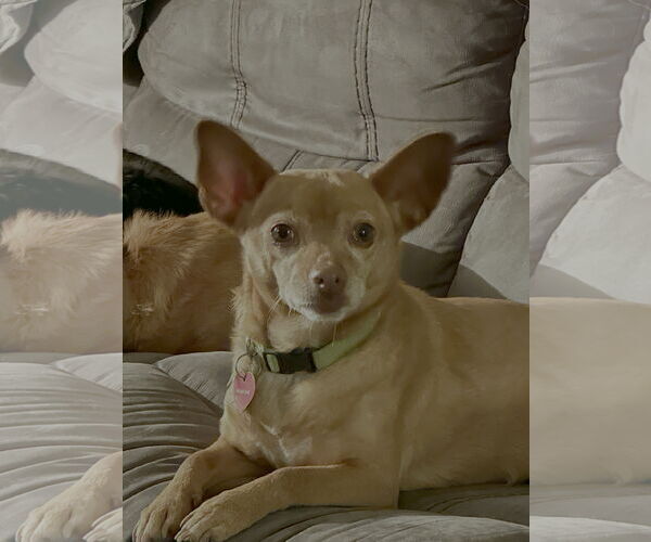 Medium Photo #2 Mutt Puppy For Sale in San Jose, CA, USA