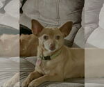 Small #1 Mutt