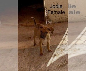 Chihuahua-Retriever Mix Dogs for adoption in Virginia Beach, VA, USA