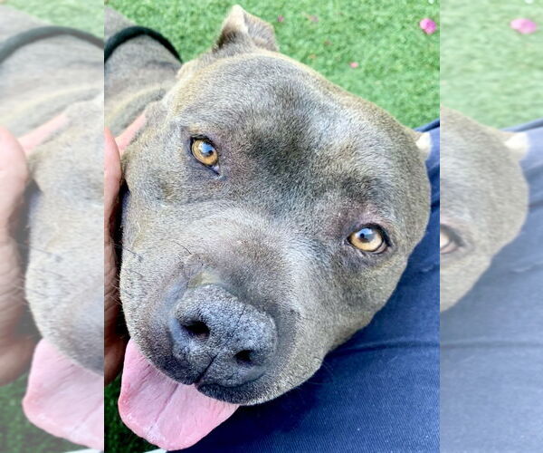 Medium Photo #4 Mutt Puppy For Sale in Los Angeles, CA, USA