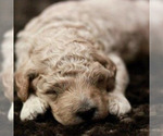 Small Photo #14 Goldendoodle (Miniature) Puppy For Sale in ASHBY, MN, USA