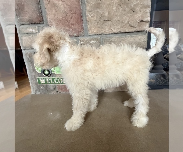 Medium Photo #4 Portuguese Water Dog Puppy For Sale in SWARTZ CREEK, MI, USA