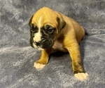 Small Photo #3 Boxer Puppy For Sale in CLAREMORE, OK, USA
