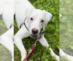 Small Photo #3 Jack Russell Terrier-Unknown Mix Puppy For Sale in West Cornwall, CT, USA