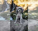 Small #1 Poodle (Miniature) Mix