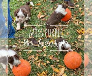 Aussiedoodle Miniature  Puppy for sale in TWIN FALLS, ID, USA