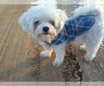 Small Photo #1 Coton de Tulear Puppy For Sale in COOKEVILLE, TN, USA