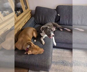 Roscoe - Male American Pit Bull Terrier Dog for Adoption - Photo #3