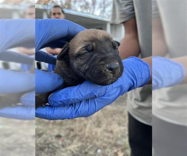 Medium Photo #1 Mutt Puppy For Sale in Houston, TX, USA