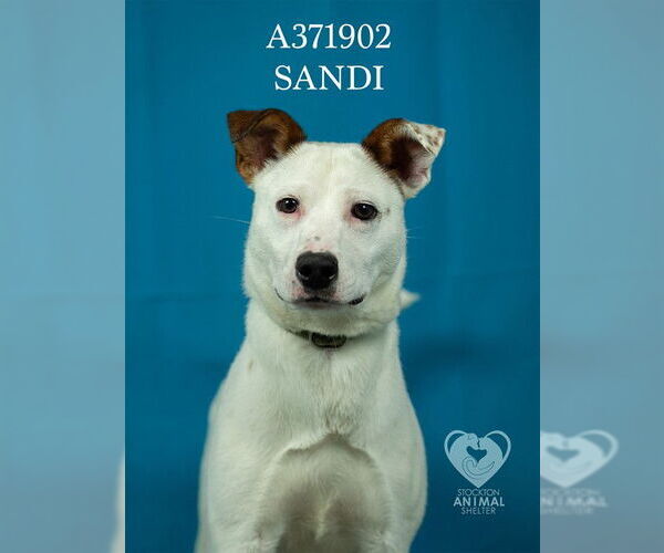 Medium Photo #2 Texas Heeler Puppy For Sale in Stockton, CA, USA