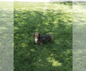 Father of the Dachshund puppies born on 06/01/2025