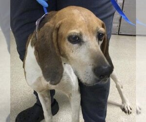 American Foxhound Dogs for adoption in Riverside, CA, USA
