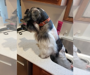 Father of the Schnauzer (Miniature) puppies born on 01/27/2026