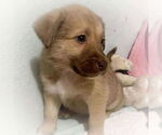Small #1 Mutt