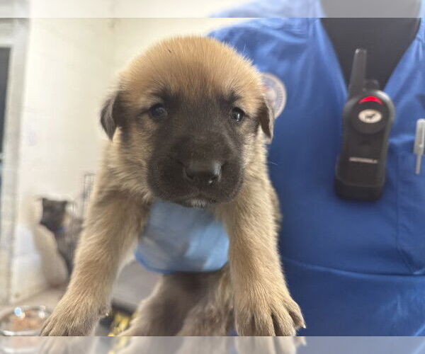 Medium Photo #1 Holland Shepherd-Unknown Mix Puppy For Sale in San Bernardino, CA, USA